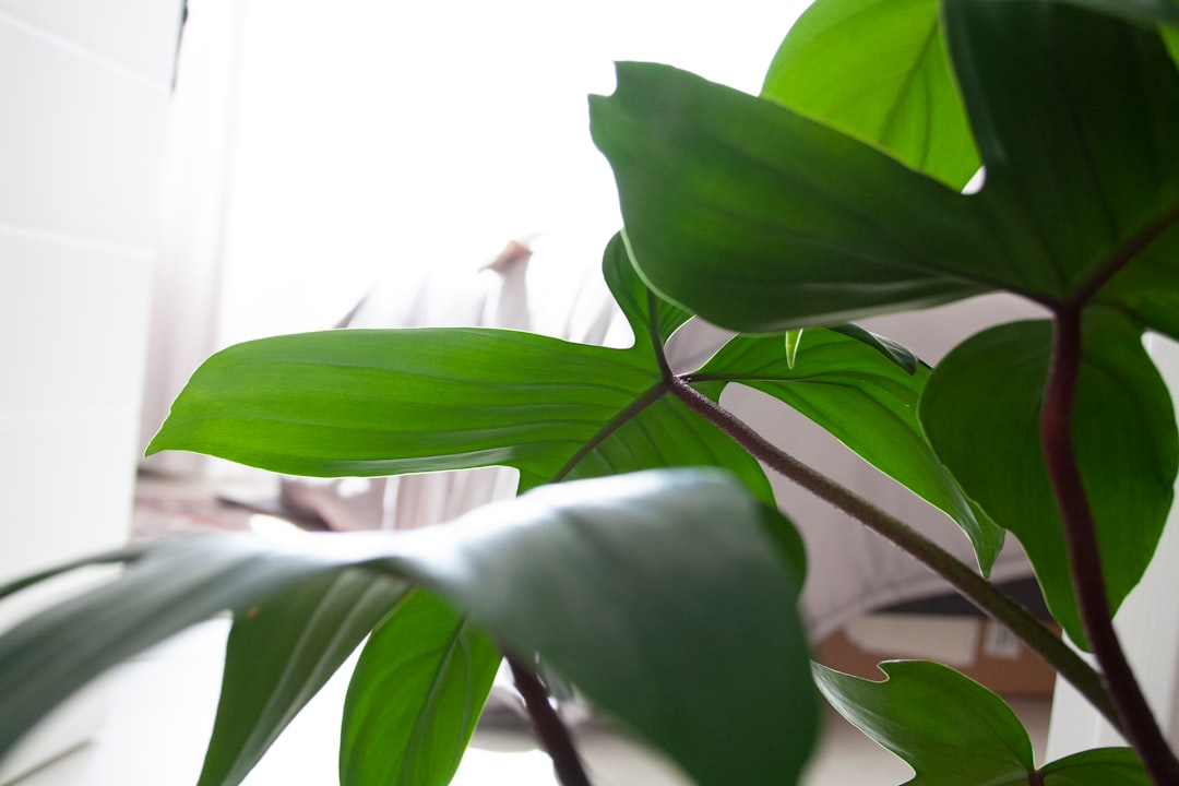 Mattress selection guide showing foam, innerspring, and adjustable air mattresses