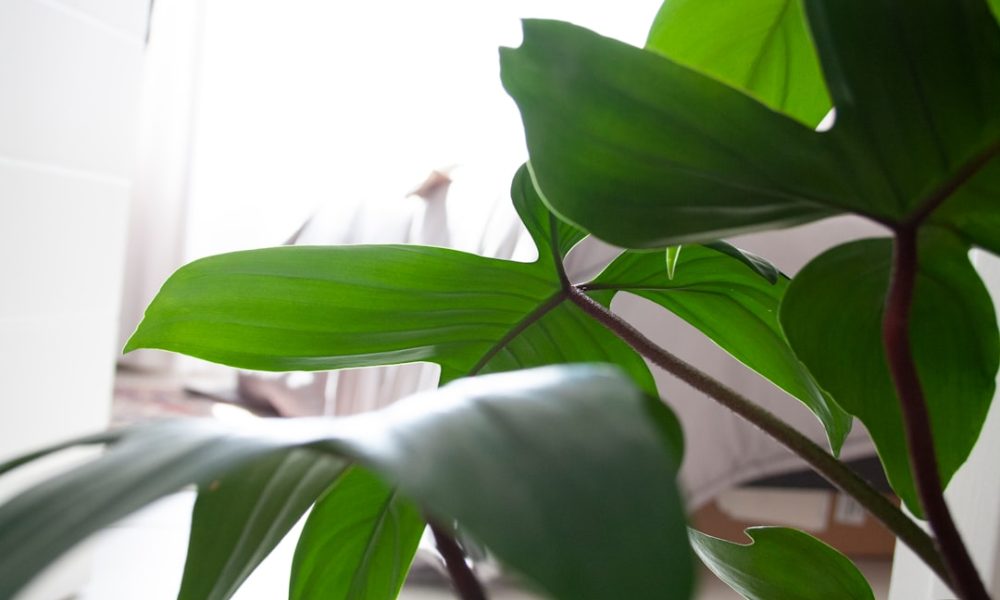 The History And Evolution Of Traditional Bed Frames - Featured Image